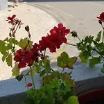 House Авейру