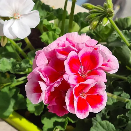 House 게스트하우스