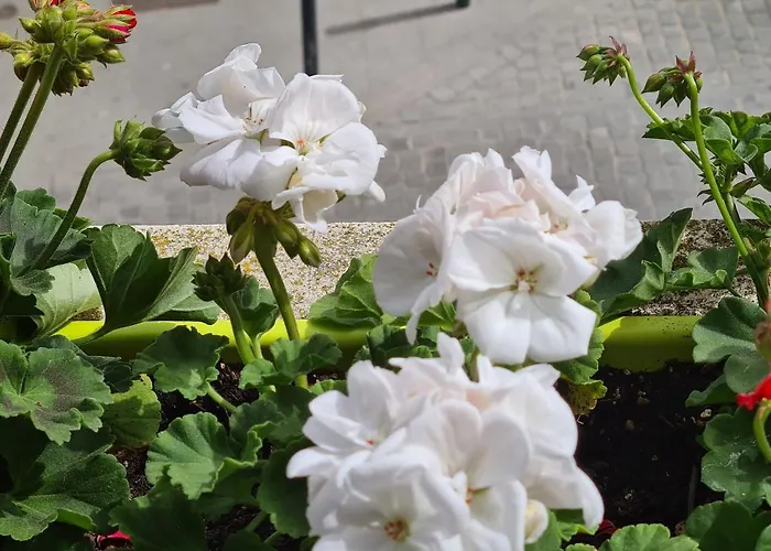 House Guest house Aveiro